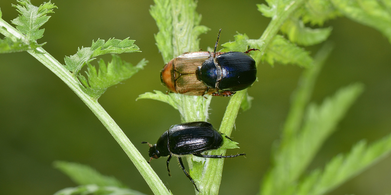 Rutelidae: Anomala dubia